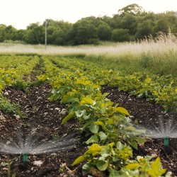 Difusor Emergente 3" Para GoteosToma H 1/2" Regulación 0-360. Riego Por Goteo, Microaspersión, Riego Por Nebulizacion
