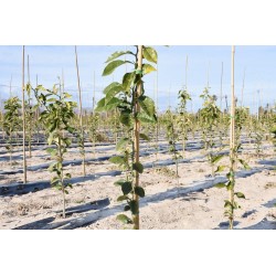 BALA TUTOR BAMBU 105cm - Ø10/12: 200 Und.