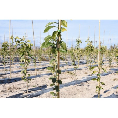 BALA TUTOR BAMBU 120cm - Ø10/12: 200 Und.