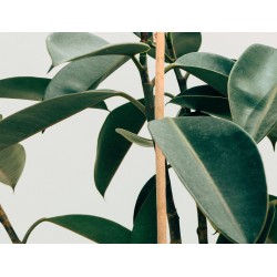 PACK (4 Und.) TUTOR BAMBU 60cm - Ø6-8