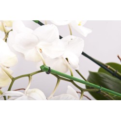 TUTOR BAMBÚ PLASTIFICADO 60cm - Ø6/8