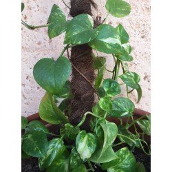 TUTOR MUSGO DE COCO 80cm (Ø45mm)