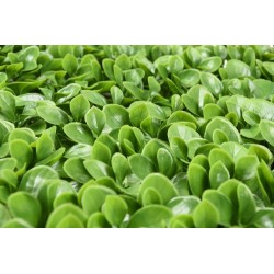 PACK JARDÍN VERTICAL 50x50 cm BOJ  (4 Und.)