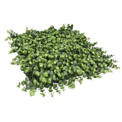 PACK JARDÍN VERTICAL 50x50 cm IROLIA  (4 Und.)