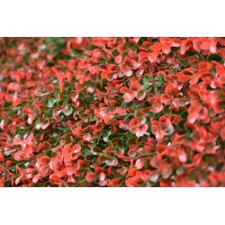 PACK JARDÍN VERTICAL 50x50 cm NATUS   (4 Und.)