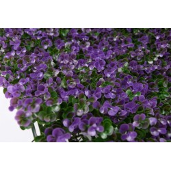 PACK JARDÍN VERTICAL 50x50 cm cm LAVANDA   (4 Und.)