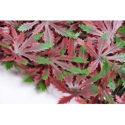 PACK JARDÍN VERTICAL 50x50 cm cm ARCE  (4 Und.)