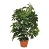PLANTA ARTIFICIAL CHEFLERA 65cm VE