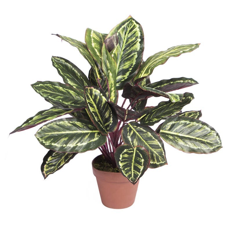 PLANTA ARTIFICIAL CALATEA CEBRA 49cm VE