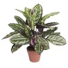 PLANTA ARTIFICIAL CALATEA CEBRA 49cm VE