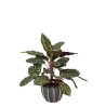 PLANTA ARTIFICIAL CALATEA CEBRA 49cm VE