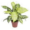 PLANTA ARTIFICIAL CALATEA LUISAE 49cm VE