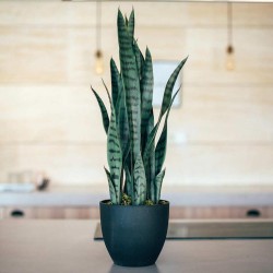 PLANTA ARTIFICIAL SANSEVIERIA 70cm VE