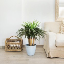 PLANTA ARTIFICIAL NOLINA MINI 75cm VE