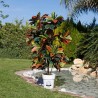 PLANTA ARTIFICIAL CROTON 140cm VE